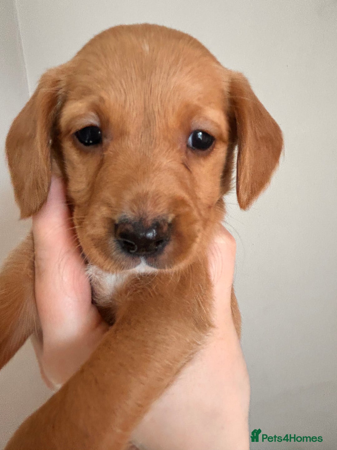 Cockerdor dogs for sale: 7 cockerdor puppies  - Image 5