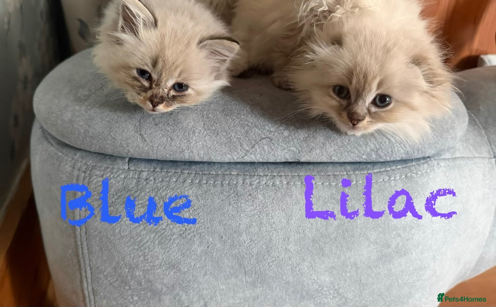 Mixed Breed cats Scottish Fold/Ragdoll. 1 male and 1 female - Advert 11