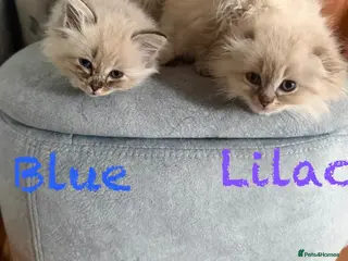 Mixed Breed cats Scottish Fold/Ragdoll. 1 male and 1 female - Advert 1
