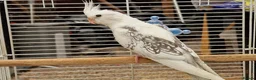 Cockatiels birds for sale: Super silly hand tamed baby cockatiel - Advert 12
