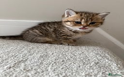 British Shorthair cats for sale: SOLD Sired by Champion FIFE dad -  Golden BSH - Image 21