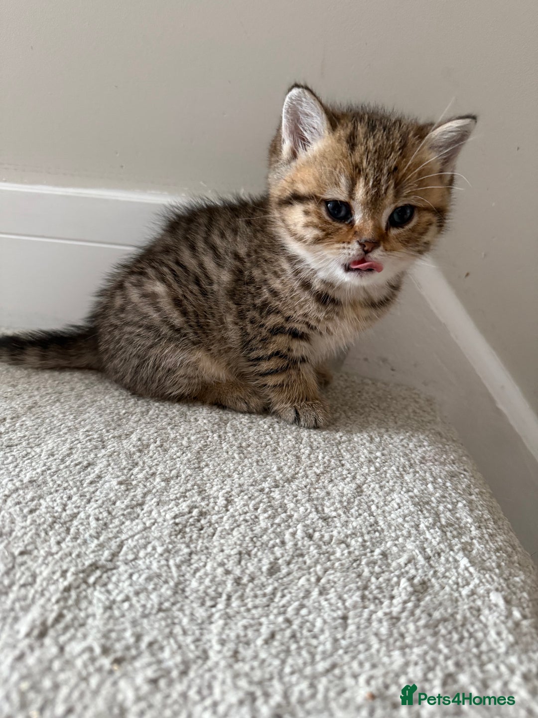 British Shorthair cats for sale: SOLD Sired by Champion FIFE dad -  Golden BSH - Image 21