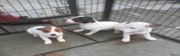 Jack Russell dogs for sale: Jack Russels  - Advert 7