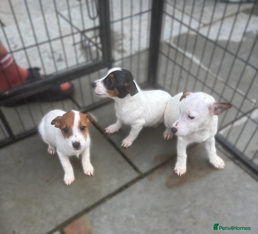Jack Russell dogs for sale: Jack Russels  - Advert 7