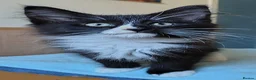 Norwegian Forest Cat cats for sale: Beautiful pedigree Norwegian Forest kittens  - Advert 2