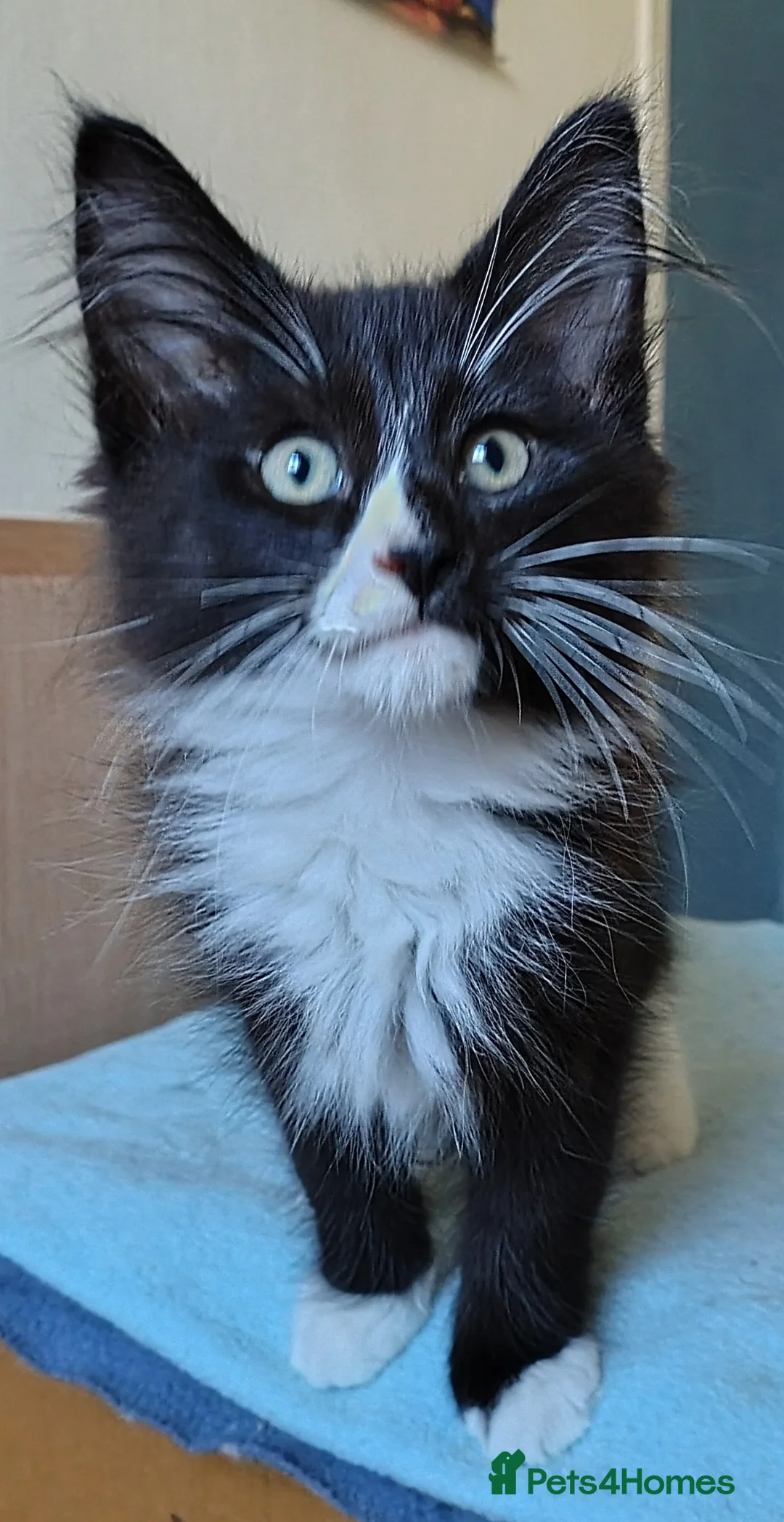 Norwegian Forest Cat cats for sale: Beautiful pedigree Norwegian Forest kittens  - Advert 2