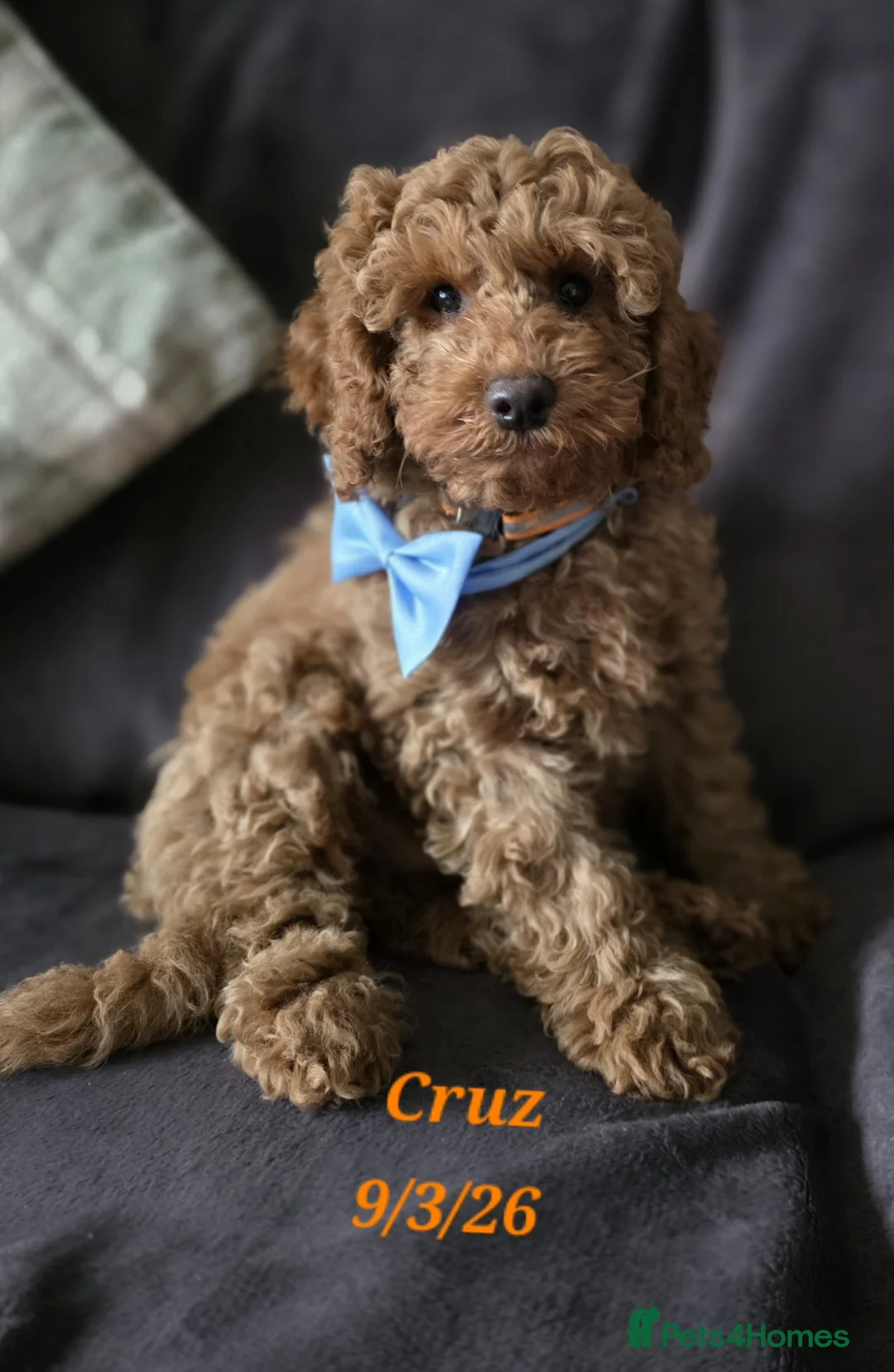 Cavapoo dogs for sale: Cavapoos Fb1.  READY TO LEAVE NOW ***** - Advert 2