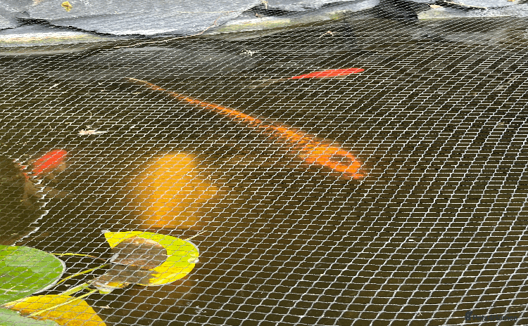 Koi Carp fish - Advert 1