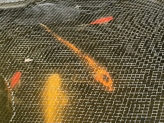 Koi Carp fish - Advert 38