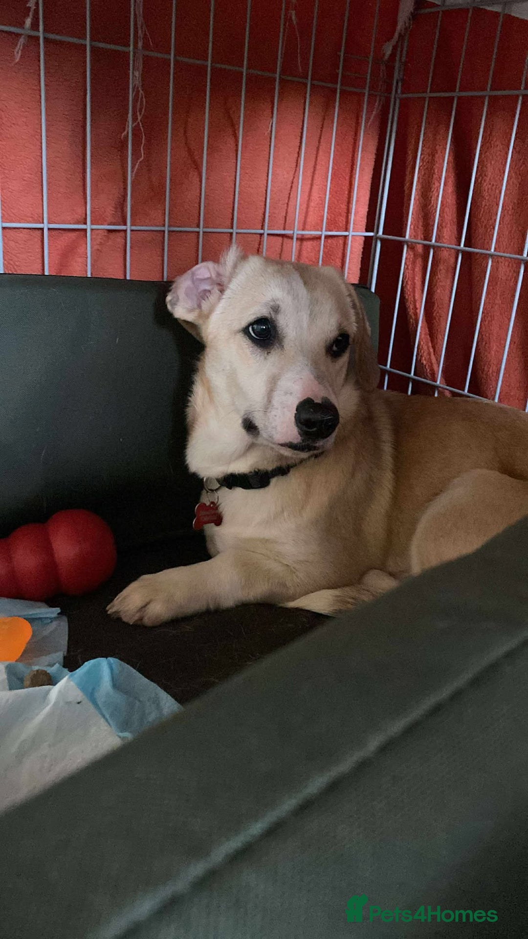 Mixed Breed dogs for adoption: MAE   - Advert 1