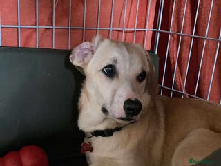 Mixed Breed dogs MAE - Advert 11