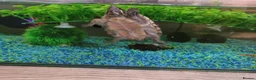 Turtle reptiles for sale: Black musk turtle and tank in Walsall - Advert 3