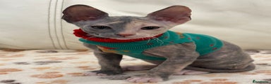 Sphynx Kitten 3