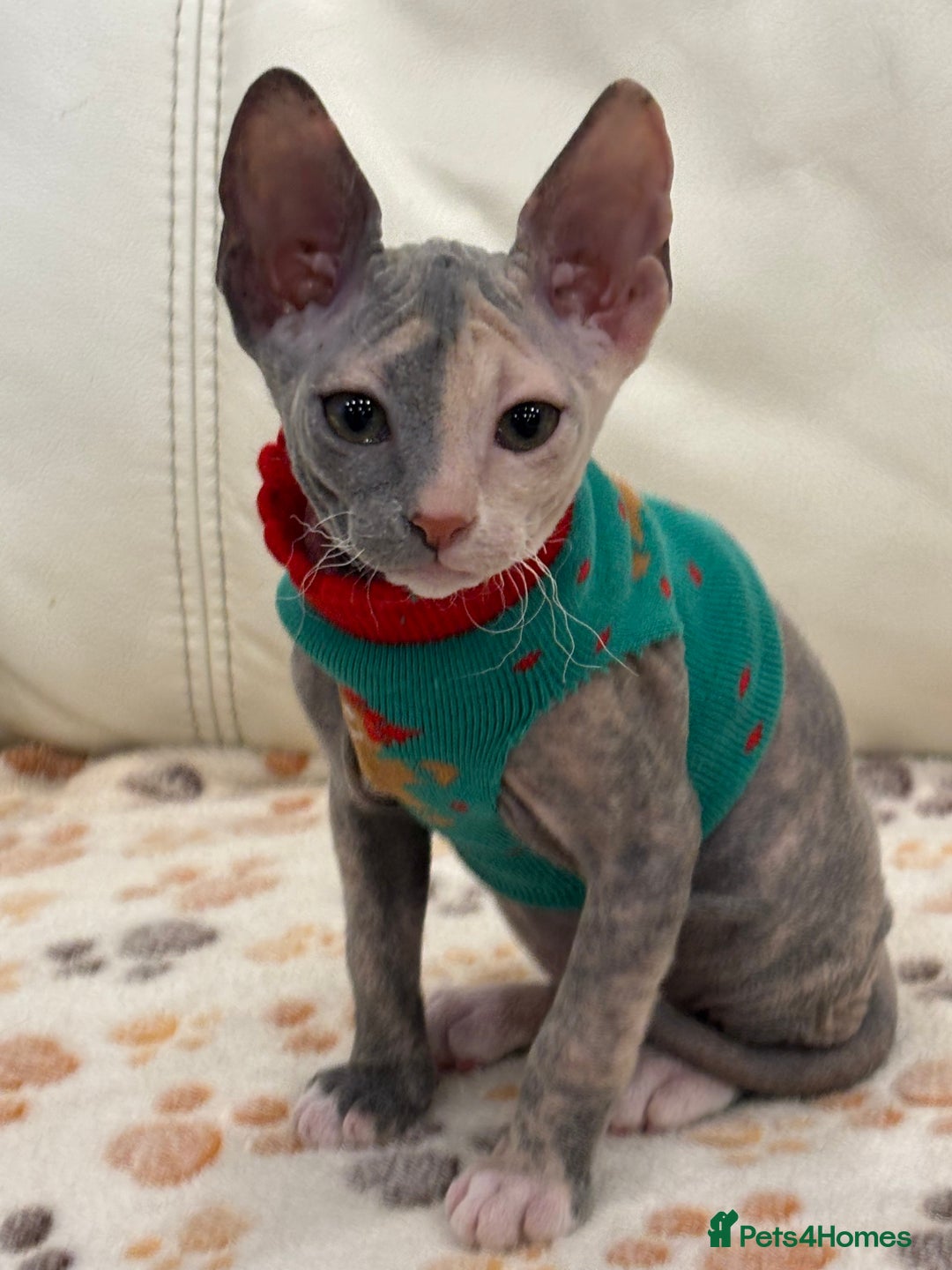 Sphynx cats for sale: Donskoy - Advert 36