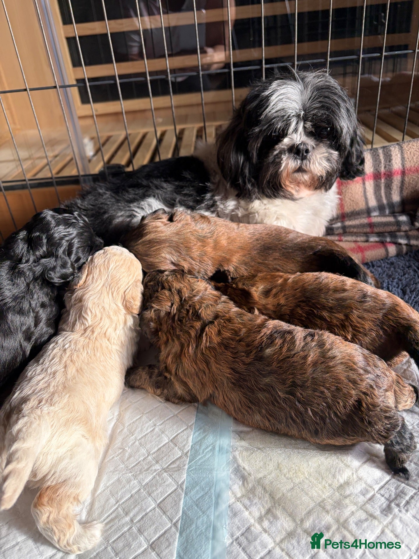 Shihpoo dogs for sale: Joanna Flynn  - Advert 1