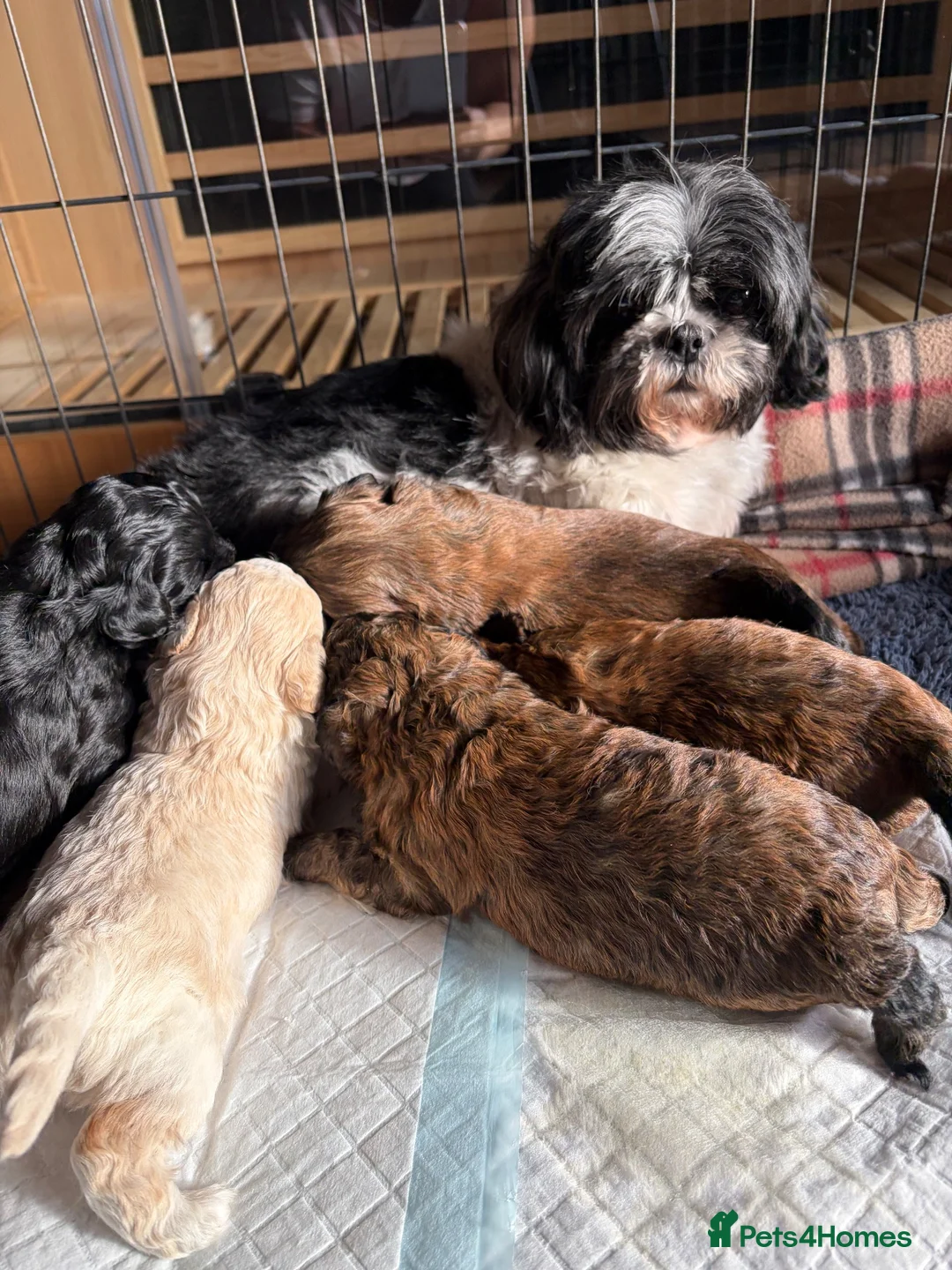 Shihpoo dogs for sale: Joanna Flynn  - Advert 1