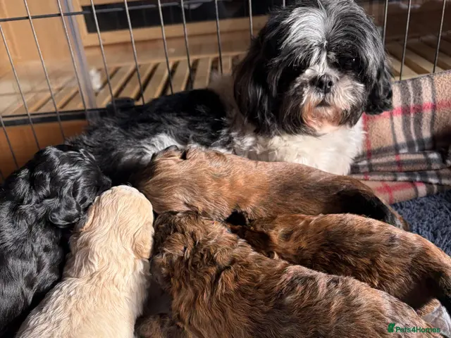 Shihpoo dogs for sale: Joanna Flynn - Advert 1