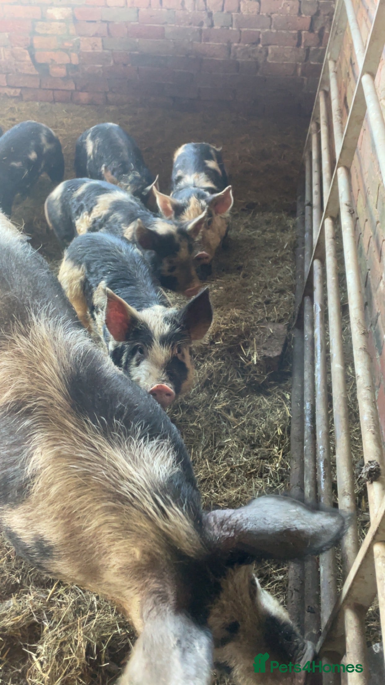 Pig livestock Gloucester old spot x Berkshire  - Advert 2