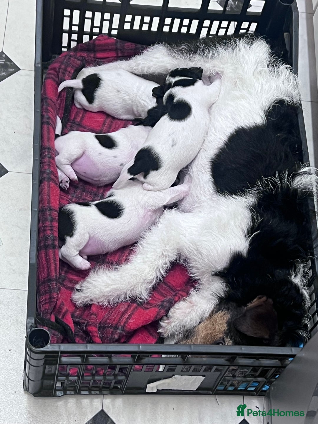 Parson Russell dogs for sale: Tricolour Paraon Russell pups - Advert 2