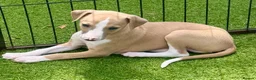 Whippet dogs for sale: Beautiful whippet babies! in Ashton-under-Lyne - Advert 7