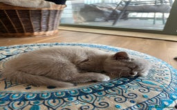 British Shorthair cats for sale: Cutie British Short Hair kittens  - Image 5