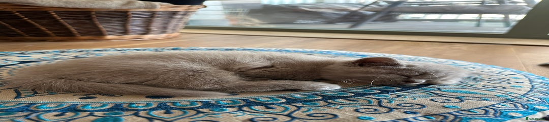 British Shorthair Kitten 2