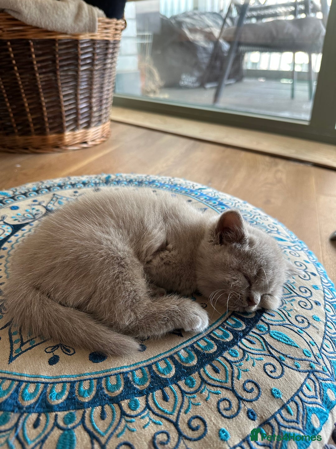 British Shorthair cats for sale: Cutie British Short Hair kittens  - Image 5