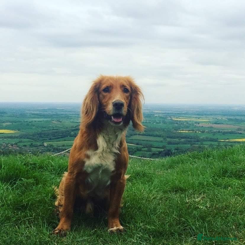 Cocker Spaniel dogs for sale: Gorgeous KC Cocker Spaniels - Advert 4