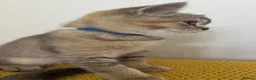 Scottish Fold cats for sale: Scottish Fold X British Shorthair Kittens - Advert 6