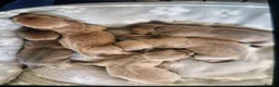 Dachshund dogs for sale: Beautiful dacshund puppies for sale - Advert 4