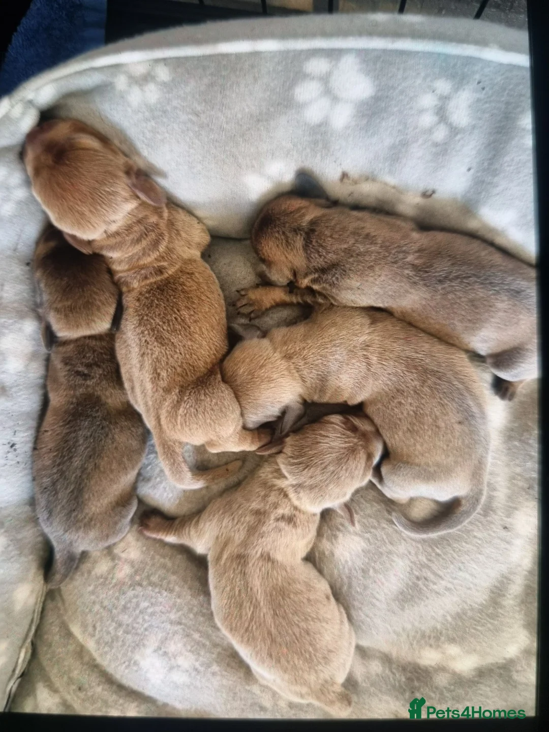 Dachshund dogs for sale: Beautiful dacshund puppies for sale - Advert 4