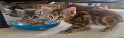 Mixed Breed cats for sale: 4 Kittens Looking for Their Forever Homes 🐾 - Advert 13