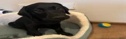 Labrador Retriever dogs for sale: KC REG black Labrador puppy  - Advert 3