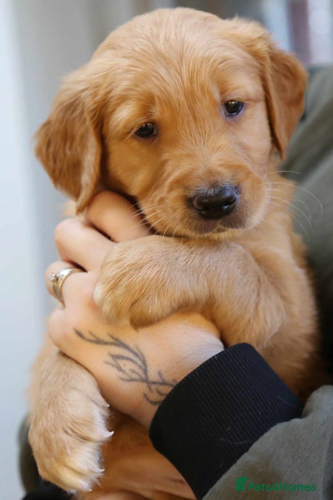 Golden Retriever dogs for sale: KC Registered Championship Line Golden Retrievers - Advert 32