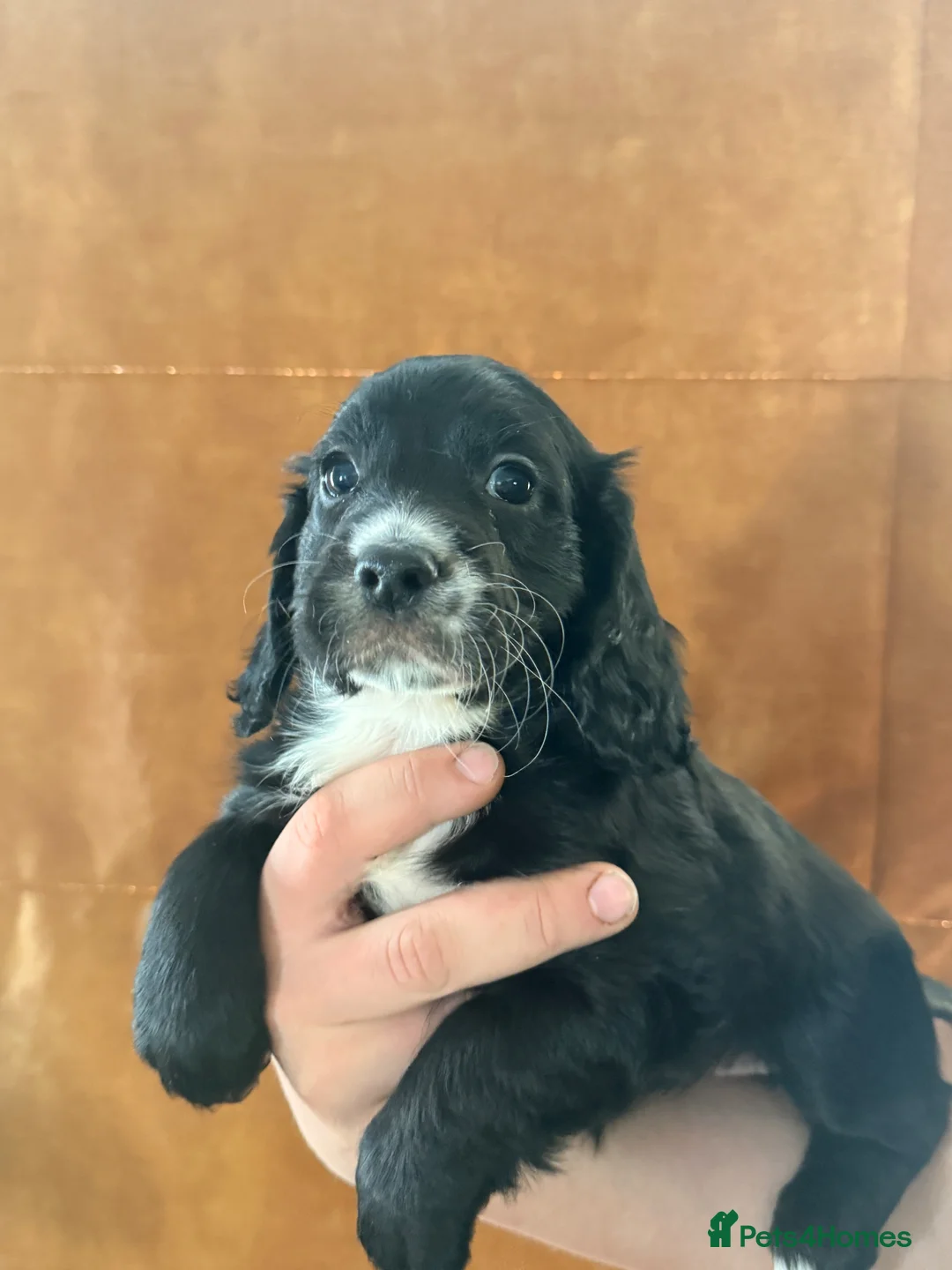 Cocker Spaniel dogs for sale: Cocker spaniel puppies - Advert 1