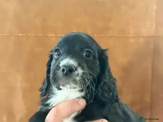 Cocker Spaniel dogs Cocker spaniel puppies - Advert 2