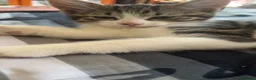 American Shorthair cats for sale: Cute non violent kitten  - Advert 7