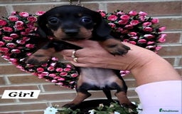Miniature Dachshund dogs for sale: Kc registered quality mini dachshund puppies - Image 32