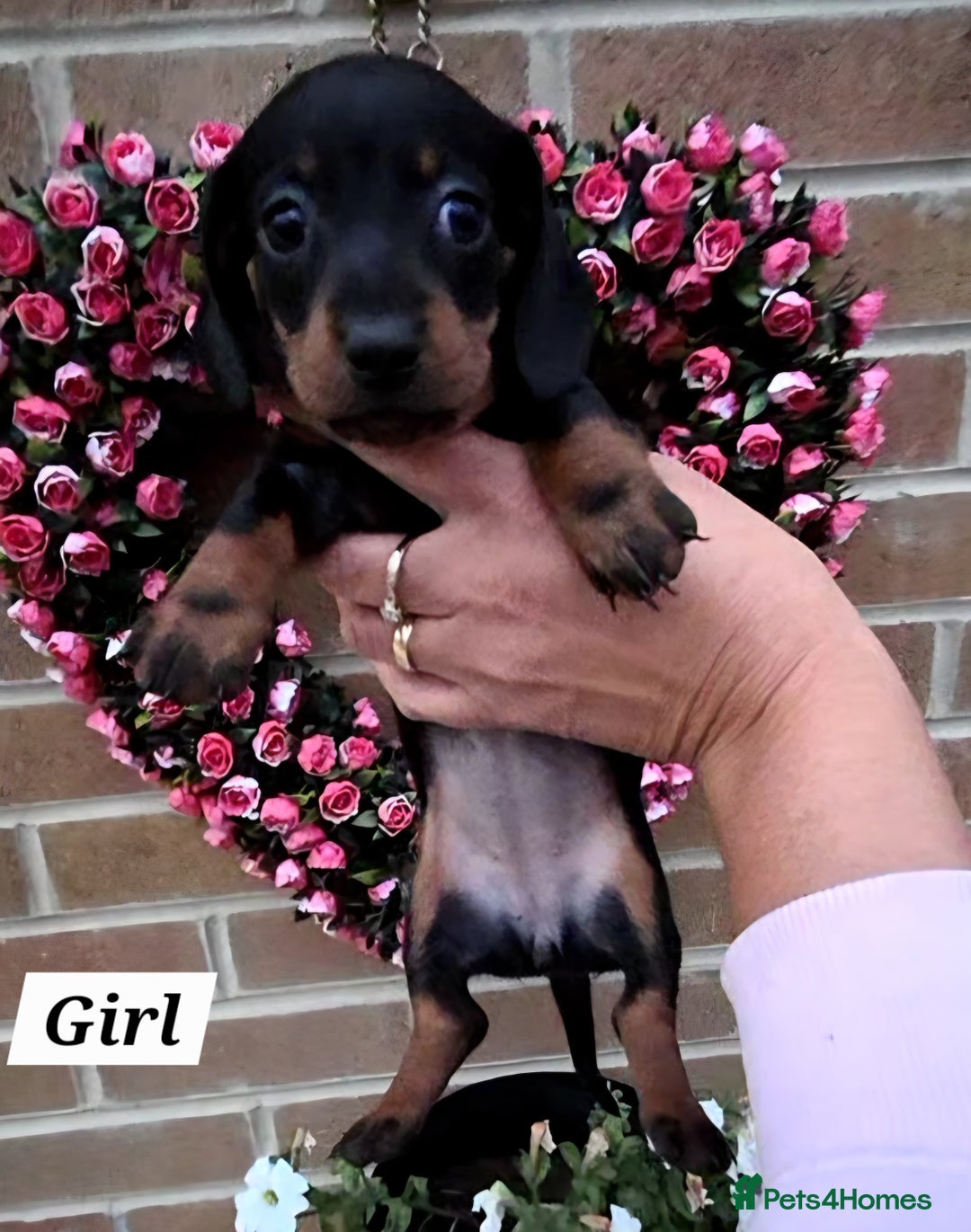 Miniature Dachshund dogs for sale: Kc registered quality mini dachshund puppies - Image 32