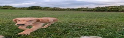 Golden Retriever dogs for sale: KC Golden Retriever  in Fordingbridge - Advert 3