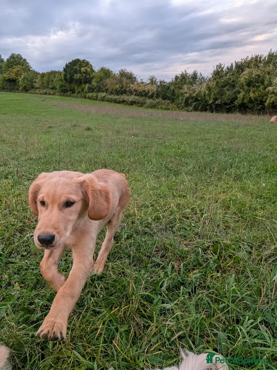 Golden Retriever dogs for sale: KC Golden Retriever  in Fordingbridge - Advert 3