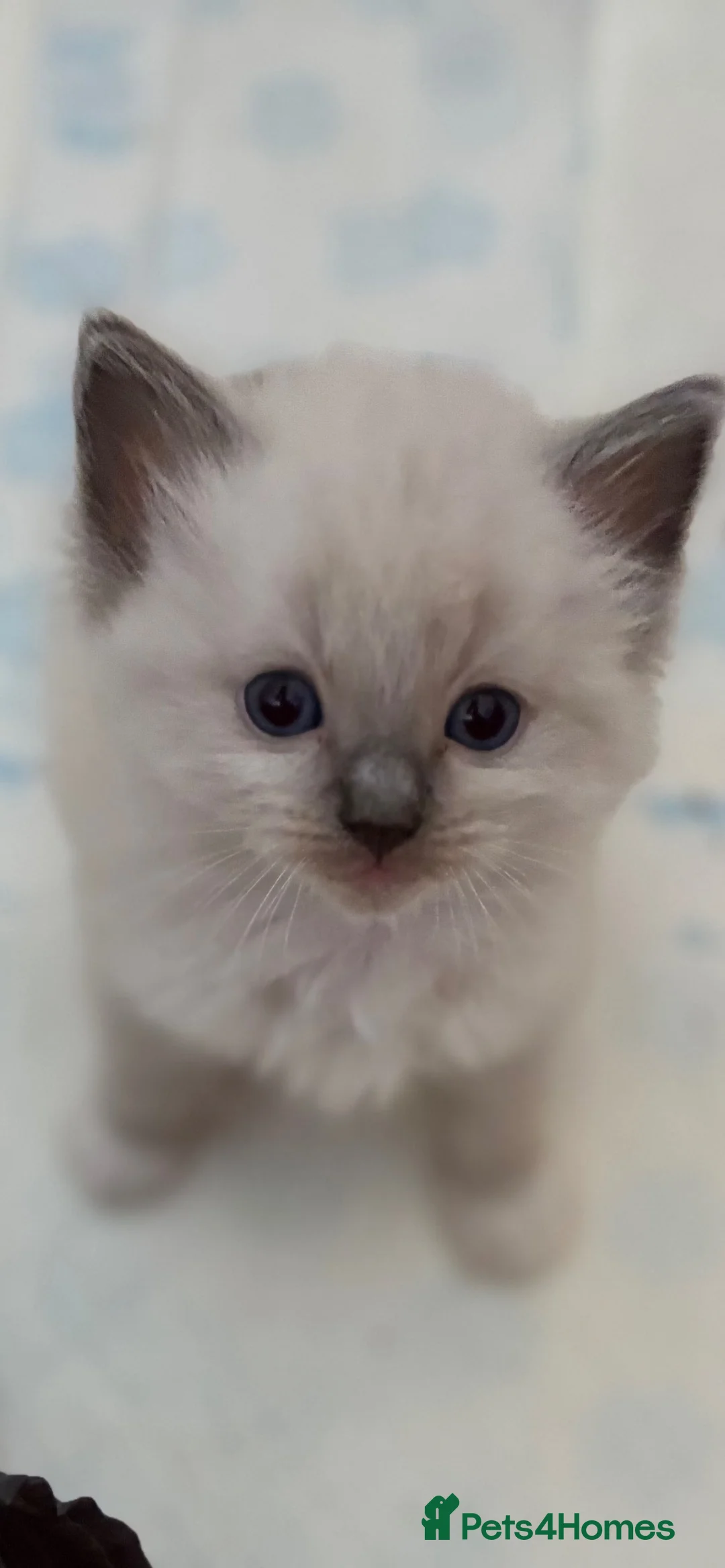 Ragdoll cats for sale: Beautiful male ragdoll kittens - Advert 2