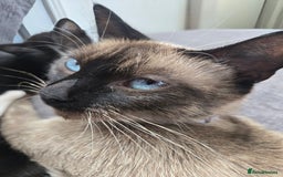 Mixed Breed cats for sale: Siamese Mum x Black and White kittens - Image 7