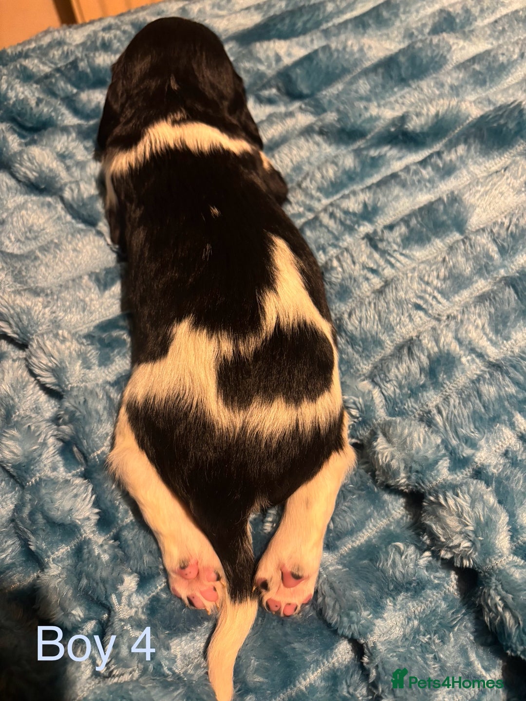 English Springer Spaniel dogs for sale: ✨ KC Registered English Springer Spaniel Puppies ✨ - Advert 30