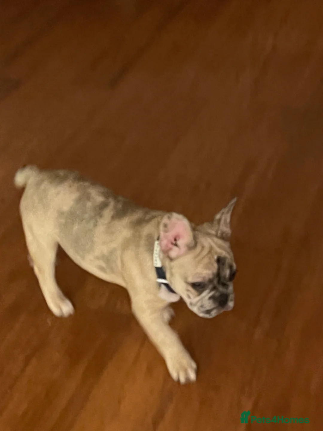 French Bulldog dogs for sale: French bulldog  - Advert 1