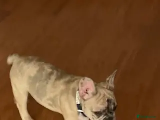 French Bulldog dogs French bulldog - Advert 1