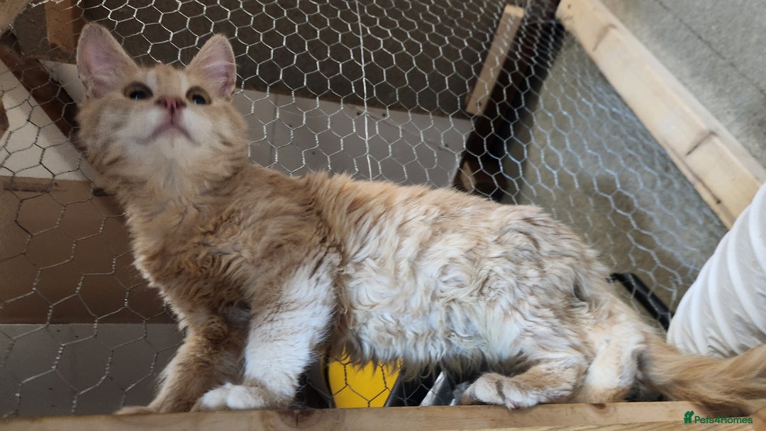 Maine Coon cats for sale: Pure Maine Coon kittens  - Image 6