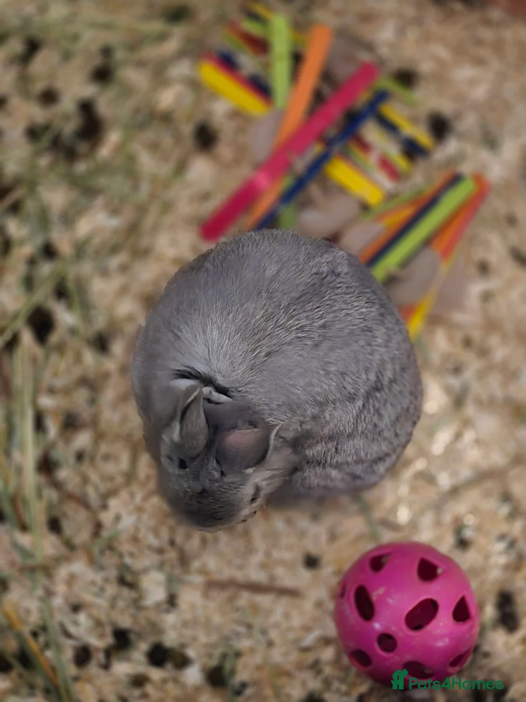 Netherland Dwarf rabbits for sale: Netherland dwarf babies bunnies - Advert 2