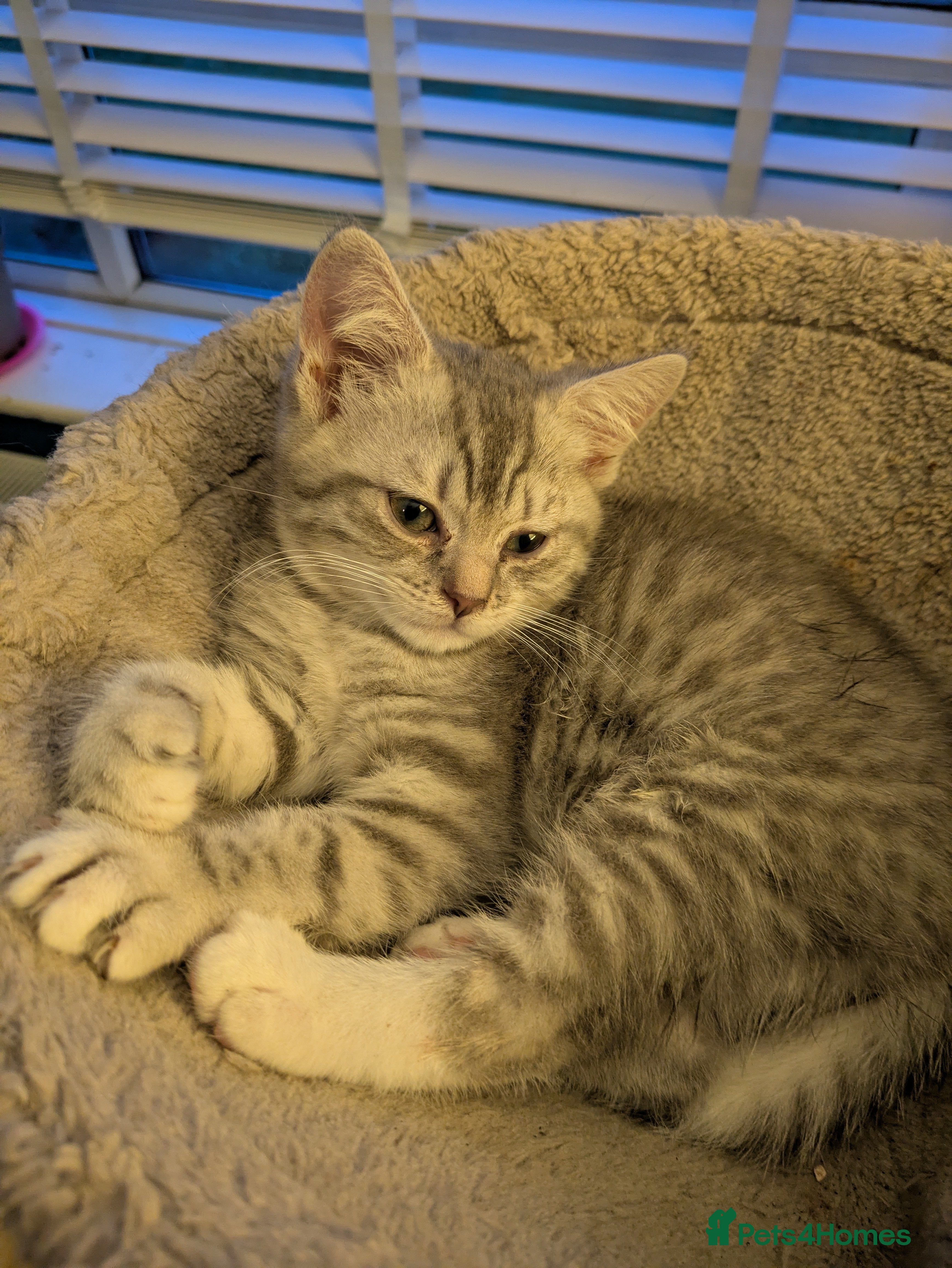 Mixed Breed cats  Beautiful British Shorthair Cross Ragdoll kittens - Advert 5