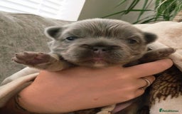 French Bulldog dogs for sale:  🐾Fluffy French Bulldog Isabella&Tan Boys🐾 - Image 6